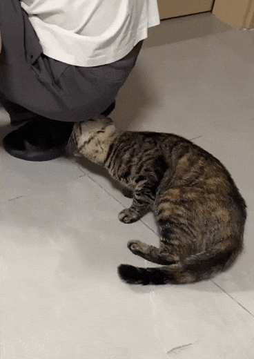 【宠物】缅因猫在厨房锅里拉屎，主人哭着原谅，网友一看图：真不怪它啊！（组图） - 12
