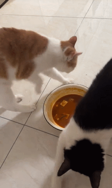 【宠物】缅因猫在厨房锅里拉屎，主人哭着原谅，网友一看图：真不怪它啊！（组图） - 4