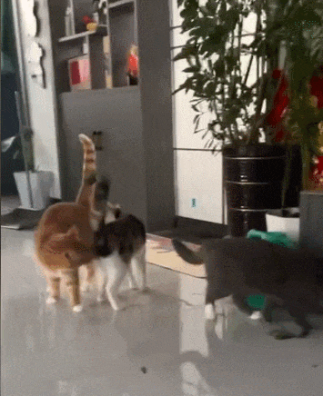 【宠物】缅因猫在厨房锅里拉屎，主人哭着原谅，网友一看图：真不怪它啊！（组图） - 11