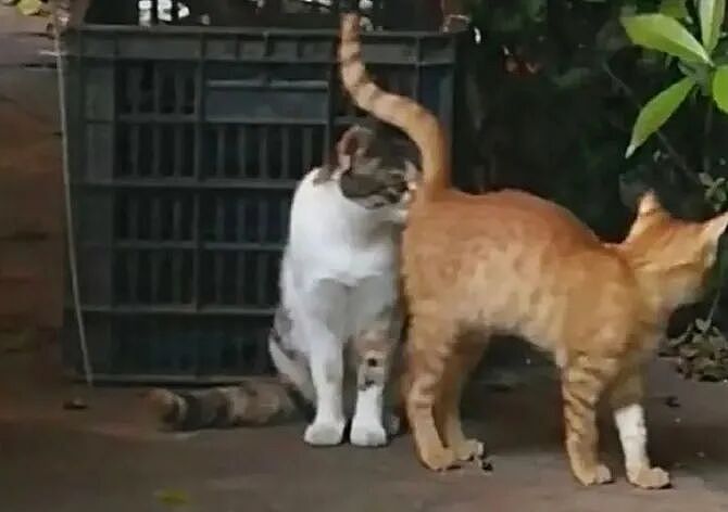 【宠物】缅因猫在厨房锅里拉屎，主人哭着原谅，网友一看图：真不怪它啊！（组图） - 9