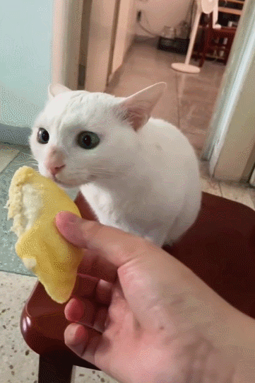 【宠物】缅因猫在厨房锅里拉屎，主人哭着原谅，网友一看图：真不怪它啊！（组图） - 7