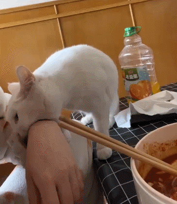 【宠物】缅因猫在厨房锅里拉屎，主人哭着原谅，网友一看图：真不怪它啊！（组图） - 2