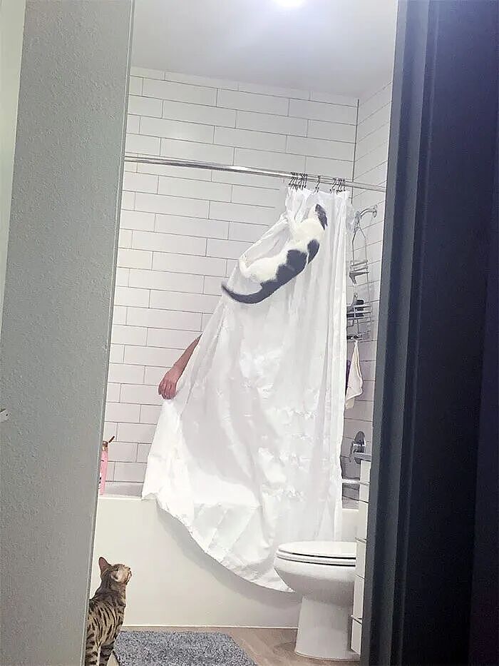 【宠物】香港云吞店有只猫天天睡餐桌上，边上有张纸条，网友仔细一看笑了：老板，我想和猫拼桌！（组图） - 23