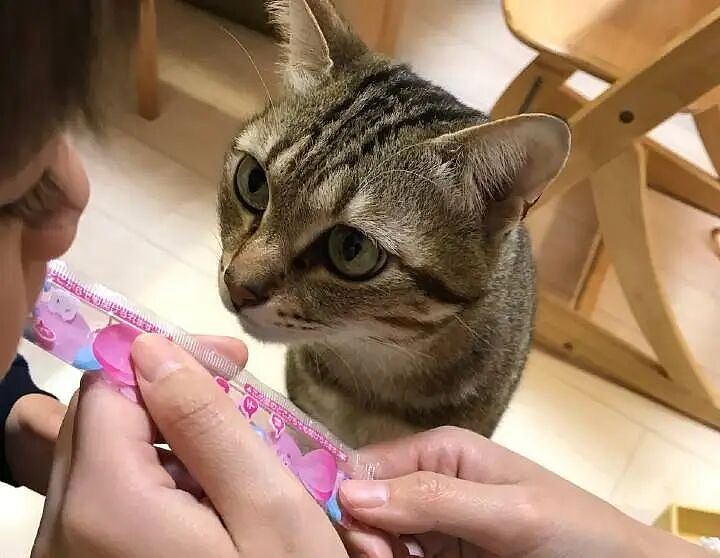 【宠物】香港云吞店有只猫天天睡餐桌上，边上有张纸条，网友仔细一看笑了：老板，我想和猫拼桌！（组图） - 9