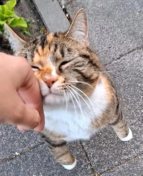 【宠物】香港云吞店有只猫天天睡餐桌上，边上有张纸条，网友仔细一看笑了：老板，我想和猫拼桌！（组图） - 12