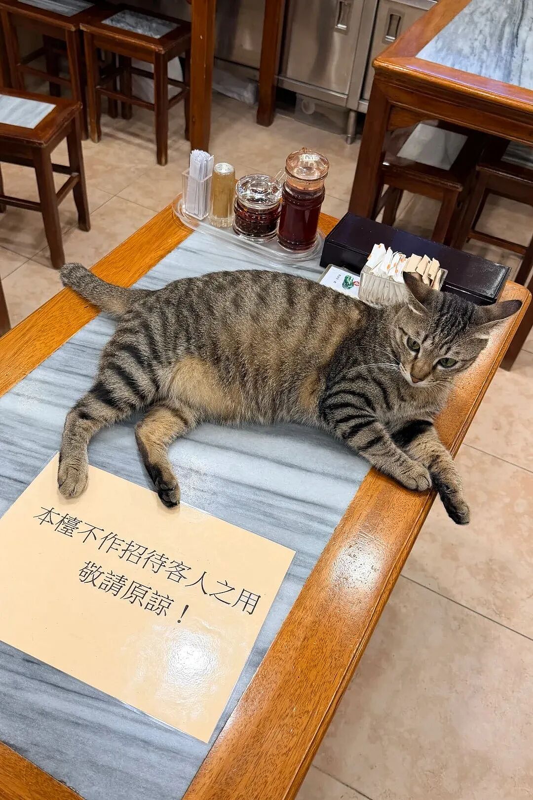 【宠物】香港云吞店有只猫天天睡餐桌上，边上有张纸条，网友仔细一看笑了：老板，我想和猫拼桌！（组图） - 1