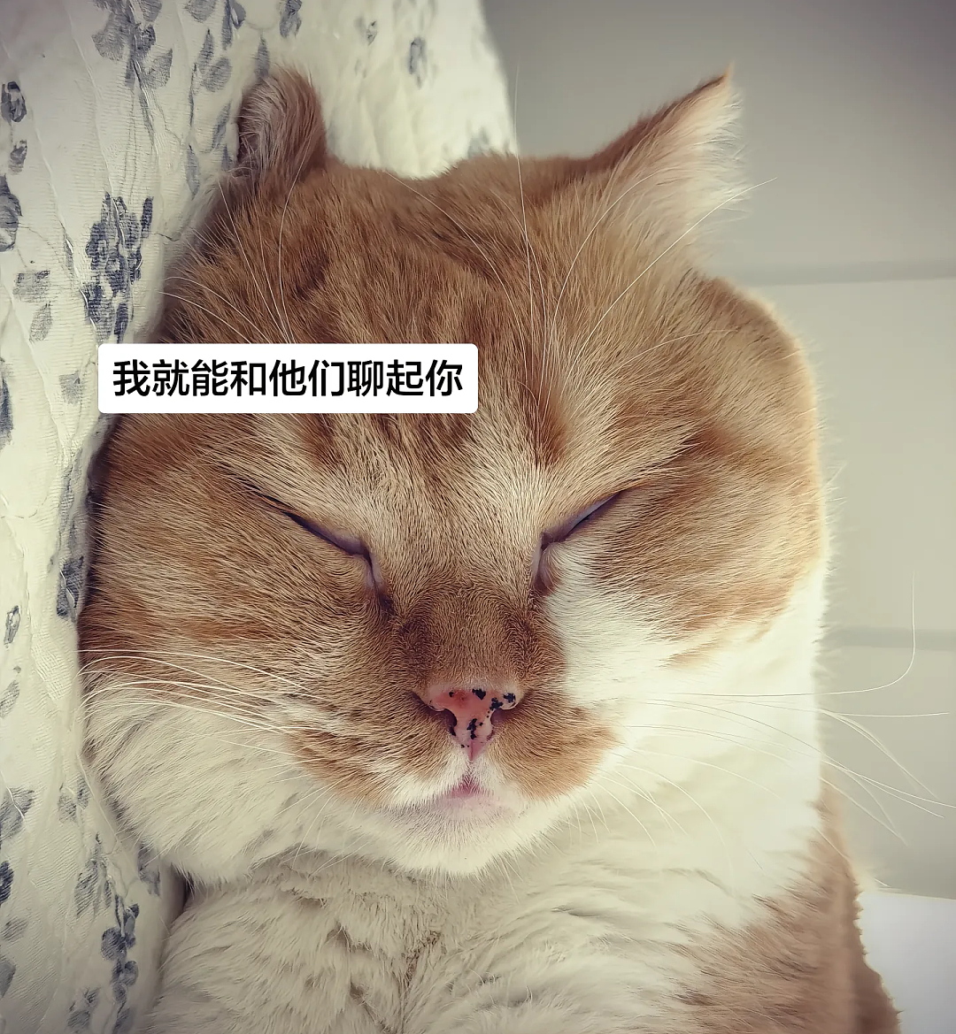 【宠物】香港云吞店有只猫天天睡餐桌上，边上有张纸条，网友仔细一看笑了：老板，我想和猫拼桌！（组图） - 5
