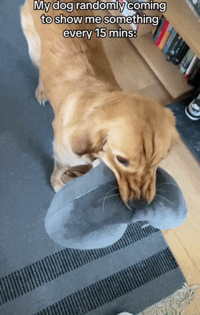 养了个超级黏人的寻回犬，每隔15分钟就会叼着东西跑到主人面前...（组图） - 1