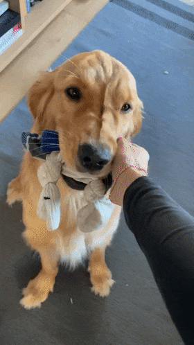 养了个超级黏人的寻回犬，每隔15分钟就会叼着东西跑到主人面前...（组图） - 4