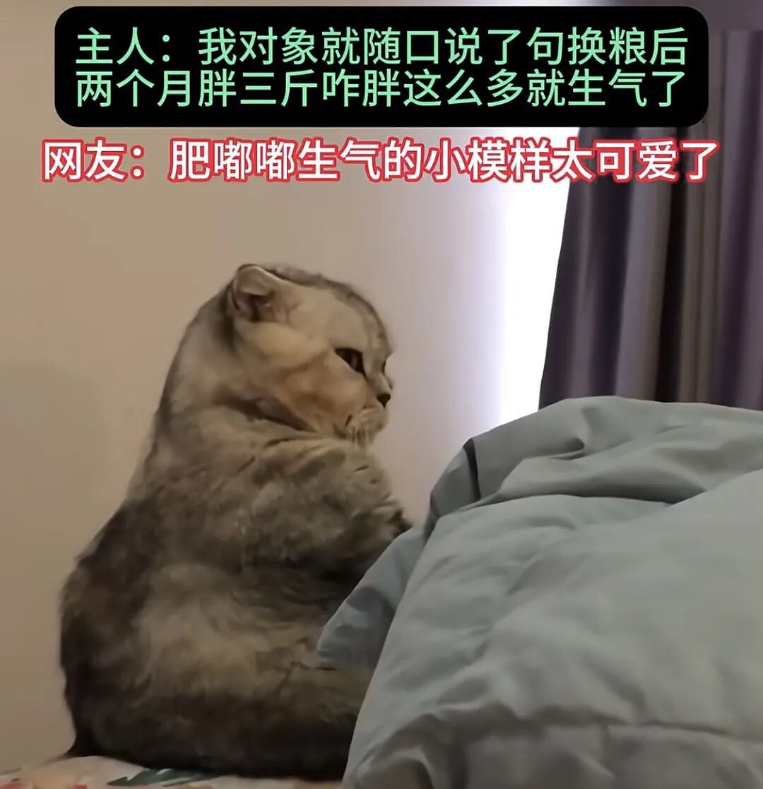 小狗把猫当成妈妈，猫走哪它们跟哪，猫咪急了瞪了主人一眼，主人：带娃容易瘦（组图） - 11