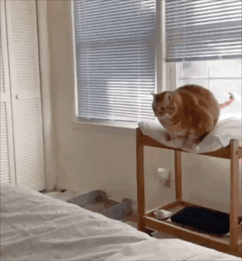小狗把猫当成妈妈，猫走哪它们跟哪，猫咪急了瞪了主人一眼，主人：带娃容易瘦（组图） - 4