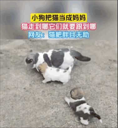 小狗把猫当成妈妈，猫走哪它们跟哪，猫咪急了瞪了主人一眼，主人：带娃容易瘦（组图） - 1