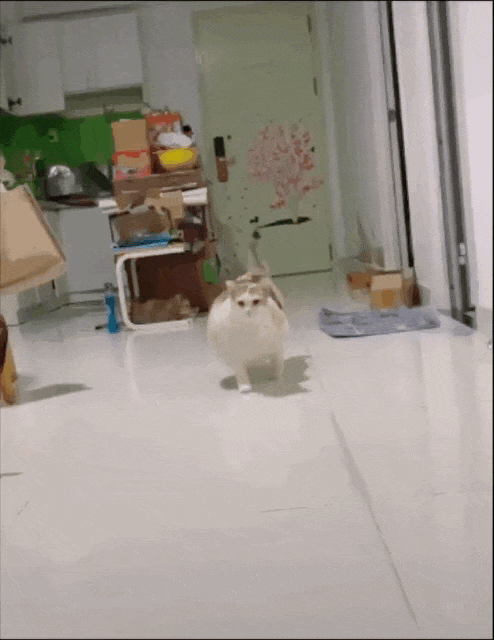 小狗把猫当成妈妈，猫走哪它们跟哪，猫咪急了瞪了主人一眼，主人：带娃容易瘦（组图） - 9