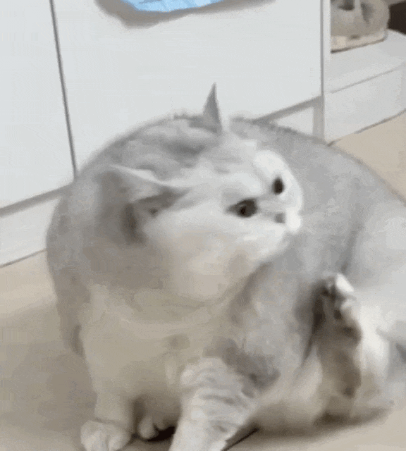 小狗把猫当成妈妈，猫走哪它们跟哪，猫咪急了瞪了主人一眼，主人：带娃容易瘦（组图） - 5