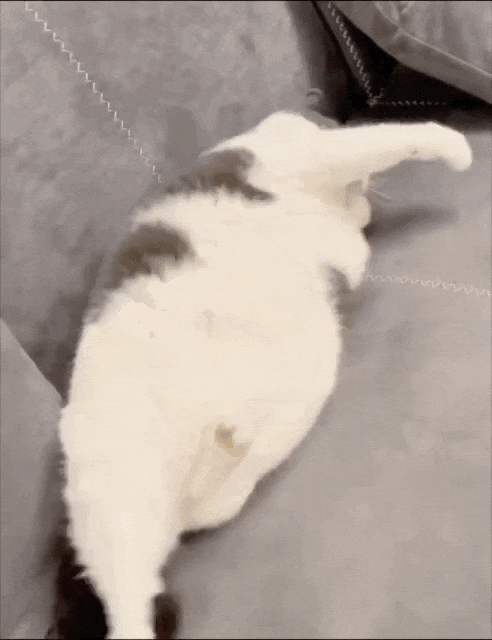 小狗把猫当成妈妈，猫走哪它们跟哪，猫咪急了瞪了主人一眼，主人：带娃容易瘦（组图） - 7
