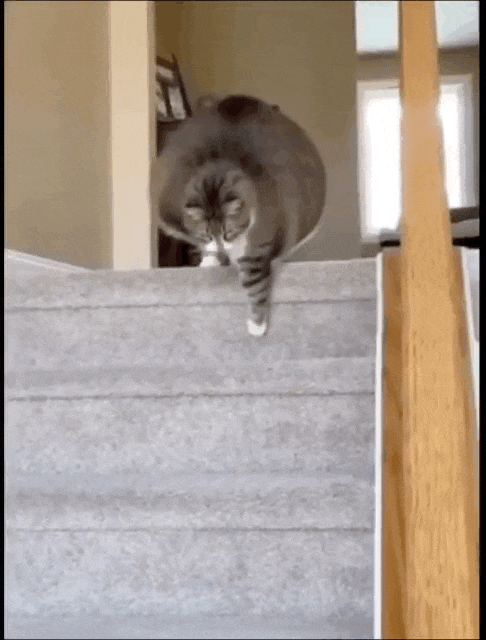 小狗把猫当成妈妈，猫走哪它们跟哪，猫咪急了瞪了主人一眼，主人：带娃容易瘦（组图） - 10