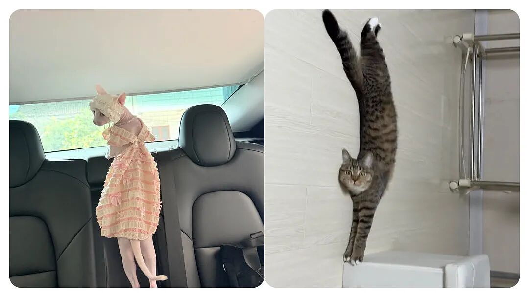 小狗把猫当成妈妈，猫走哪它们跟哪，猫咪急了瞪了主人一眼，主人：带娃容易瘦（组图） - 12