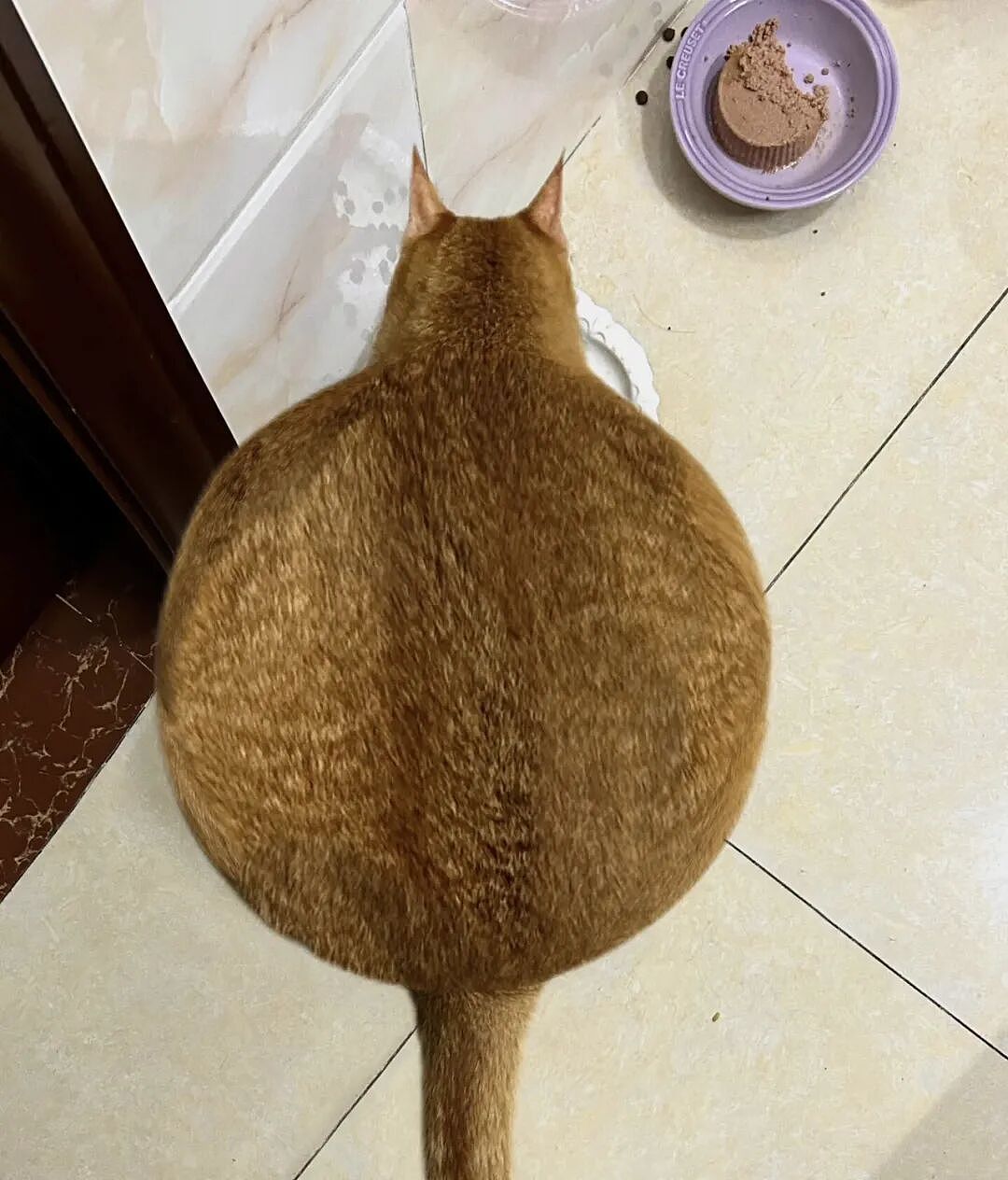 小狗把猫当成妈妈，猫走哪它们跟哪，猫咪急了瞪了主人一眼，主人：带娃容易瘦（组图） - 2