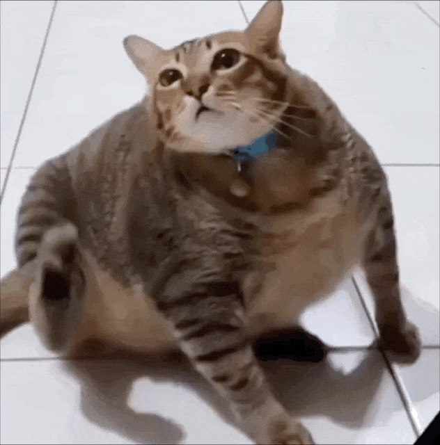 小狗把猫当成妈妈，猫走哪它们跟哪，猫咪急了瞪了主人一眼，主人：带娃容易瘦（组图） - 6
