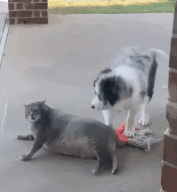 小狗把猫当成妈妈，猫走哪它们跟哪，猫咪急了瞪了主人一眼，主人：带娃容易瘦（组图） - 8