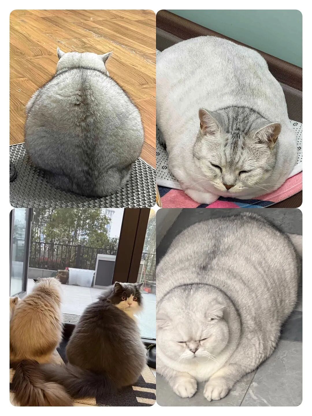 小狗把猫当成妈妈，猫走哪它们跟哪，猫咪急了瞪了主人一眼，主人：带娃容易瘦（组图） - 13