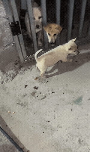 【宠物】奶奶带狗子来吃席，还专门让它坐一个位置，狗子满脸嘚瑟…狗子：世子之争，向来如此！（组图） - 1