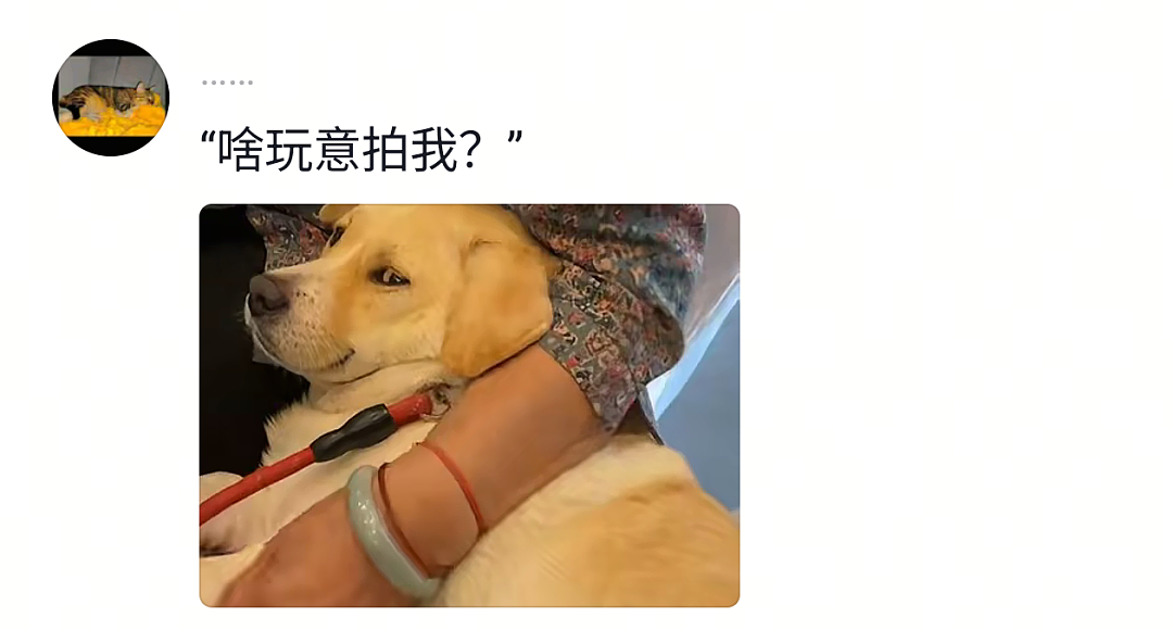 【宠物】奶奶带狗子来吃席，还专门让它坐一个位置，狗子满脸嘚瑟…狗子：世子之争，向来如此！（组图） - 12