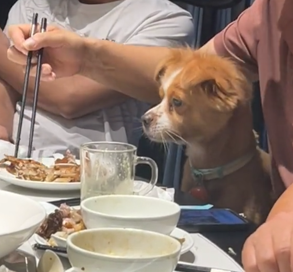 【宠物】奶奶带狗子来吃席，还专门让它坐一个位置，狗子满脸嘚瑟…狗子：世子之争，向来如此！（组图） - 16