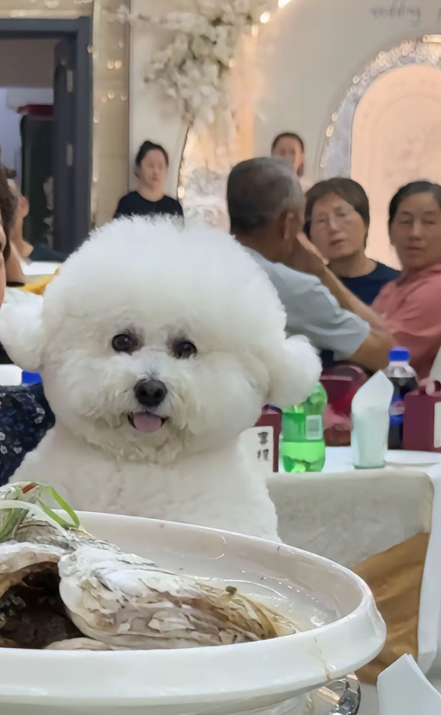 【宠物】奶奶带狗子来吃席，还专门让它坐一个位置，狗子满脸嘚瑟…狗子：世子之争，向来如此！（组图） - 13