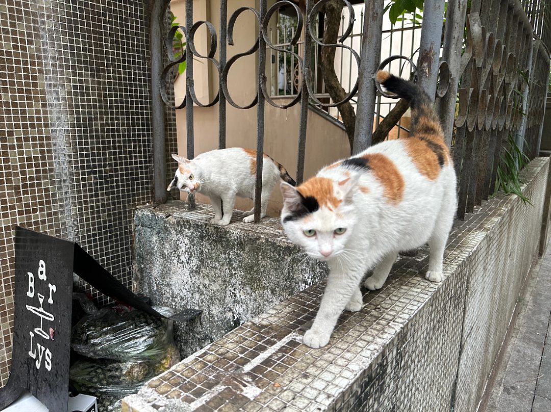 【宠物】路边墙上贴着“绝世大坏猫”通缉令，小哥正疑惑是什么滔天大罪，一看两位嫌疑猫的表情就懂了....（组图） - 14