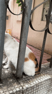 【宠物】路边墙上贴着“绝世大坏猫”通缉令，小哥正疑惑是什么滔天大罪，一看两位嫌疑猫的表情就懂了....（组图） - 13