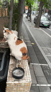 【宠物】路边墙上贴着“绝世大坏猫”通缉令，小哥正疑惑是什么滔天大罪，一看两位嫌疑猫的表情就懂了....（组图） - 11