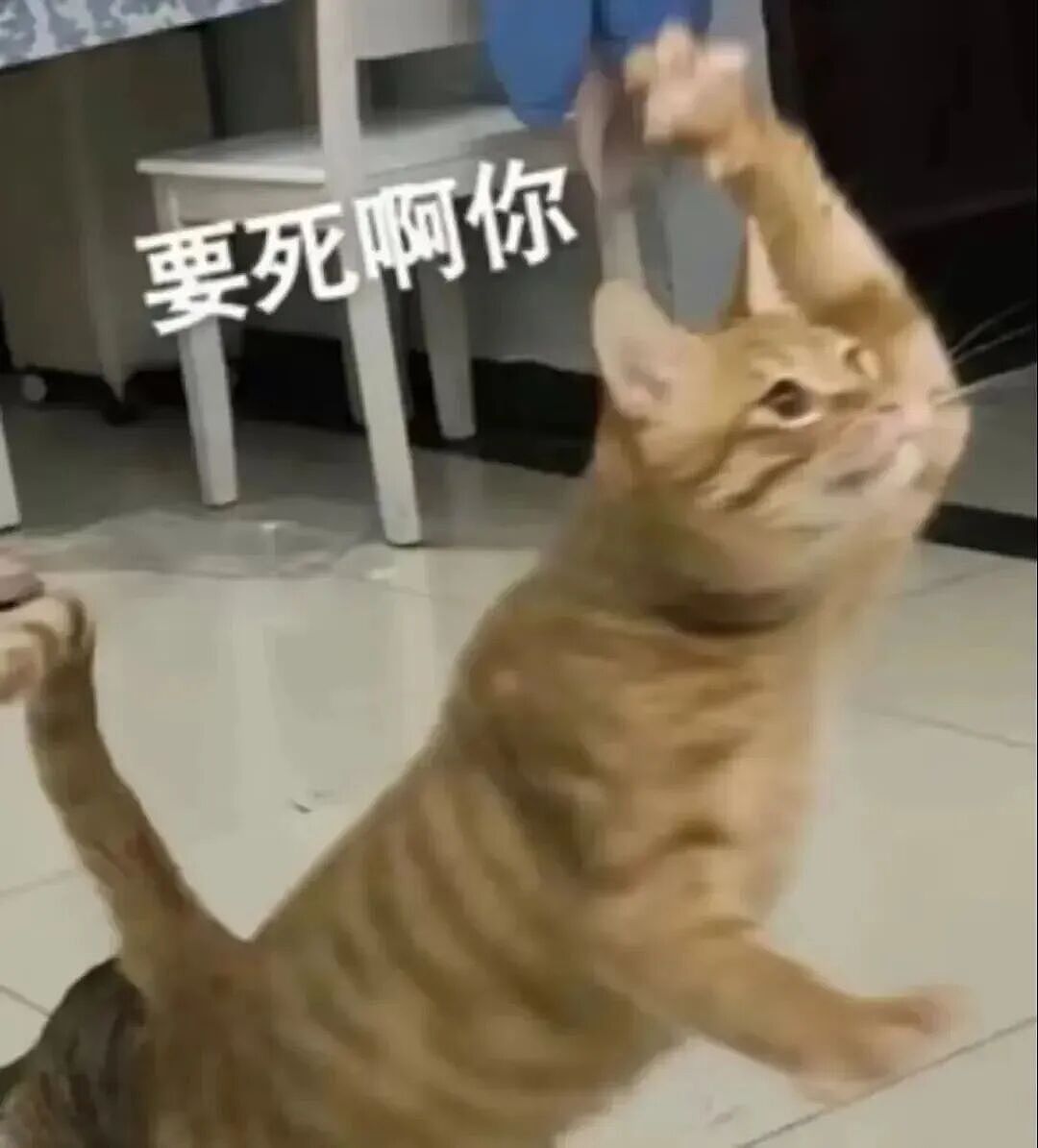 【宠物】路边墙上贴着“绝世大坏猫”通缉令，小哥正疑惑是什么滔天大罪，一看两位嫌疑猫的表情就懂了....（组图） - 3