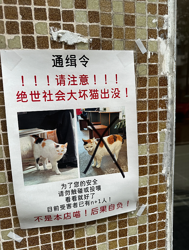【宠物】路边墙上贴着“绝世大坏猫”通缉令，小哥正疑惑是什么滔天大罪，一看两位嫌疑猫的表情就懂了....（组图） - 10