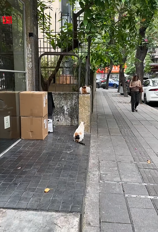 【宠物】路边墙上贴着“绝世大坏猫”通缉令，小哥正疑惑是什么滔天大罪，一看两位嫌疑猫的表情就懂了....（组图） - 5
