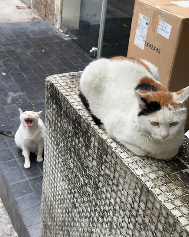 【宠物】路边墙上贴着“绝世大坏猫”通缉令，小哥正疑惑是什么滔天大罪，一看两位嫌疑猫的表情就懂了....（组图） - 15