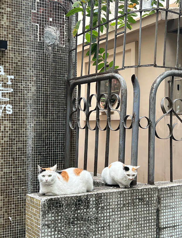 【宠物】路边墙上贴着“绝世大坏猫”通缉令，小哥正疑惑是什么滔天大罪，一看两位嫌疑猫的表情就懂了....（组图） - 16