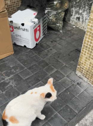 【宠物】路边墙上贴着“绝世大坏猫”通缉令，小哥正疑惑是什么滔天大罪，一看两位嫌疑猫的表情就懂了....（组图） - 6