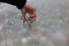 ​时隔五年，澳洲恢复对中国出口牛精液（图）