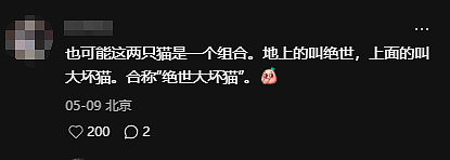 【宠物】路边墙上贴着“绝世大坏猫”通缉令，小哥正疑惑是什么滔天大罪，一看两位嫌疑猫的表情就懂了....（组图） - 8