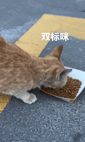 【宠物】网友给楼下实验室的高冷猫看了一眼十几斤的老鼠尸体,它的反应笑死人:老大,我以后跟您混了!(组图) - 8