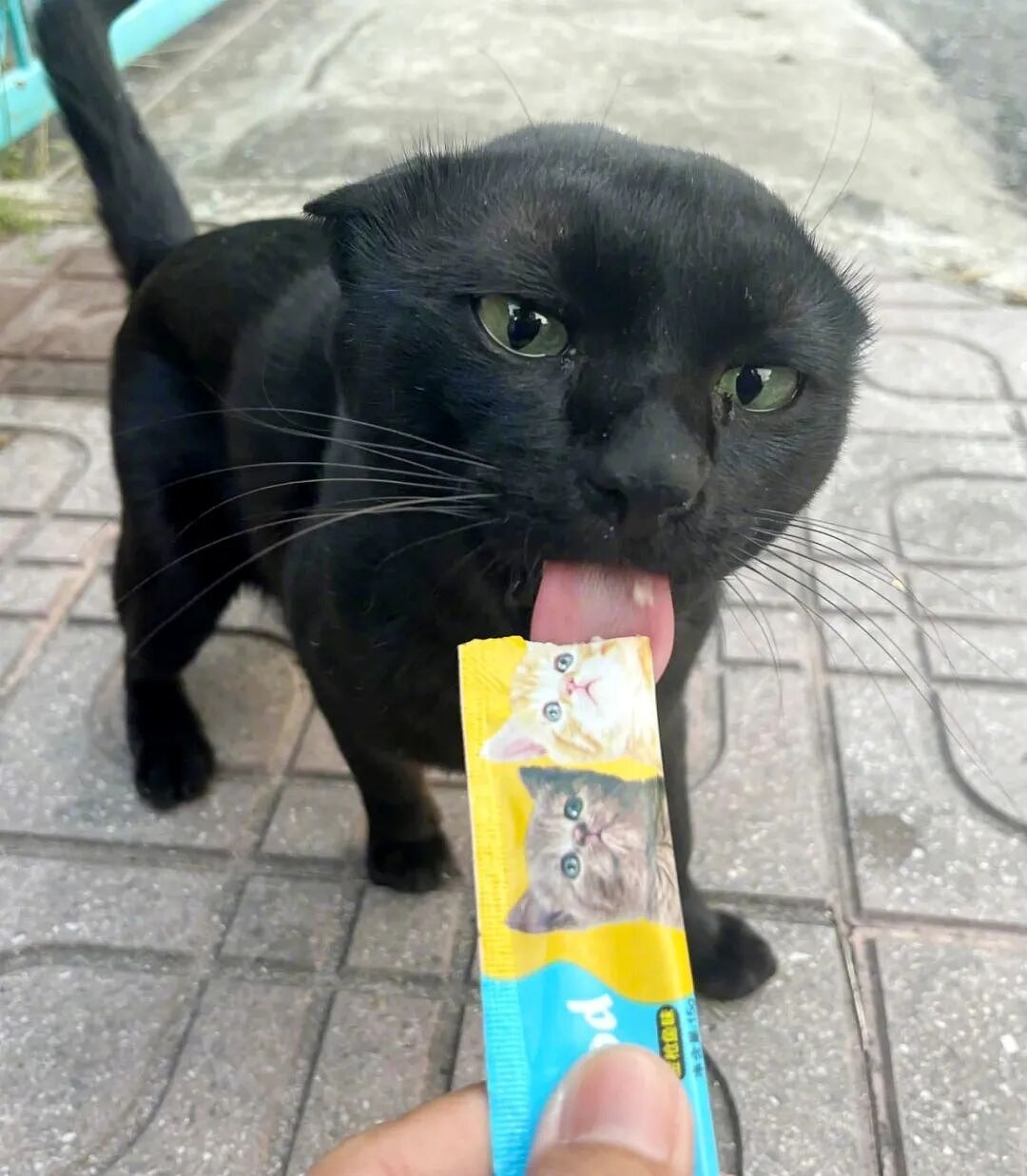 【宠物】网友给楼下实验室的高冷猫看了一眼十几斤的老鼠尸体,它的反应笑死人:老大,我以后跟您混了!(组图) - 12