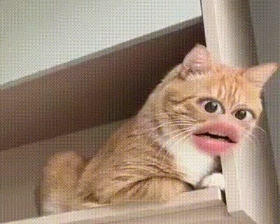 【宠物】网友给楼下实验室的高冷猫看了一眼十几斤的老鼠尸体,它的反应笑死人:老大,我以后跟您混了!(组图) - 4