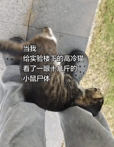【宠物】网友给楼下实验室的高冷猫看了一眼十几斤的老鼠尸体,它的反应笑死人:老大,我以后跟您混了!(组图) - 3