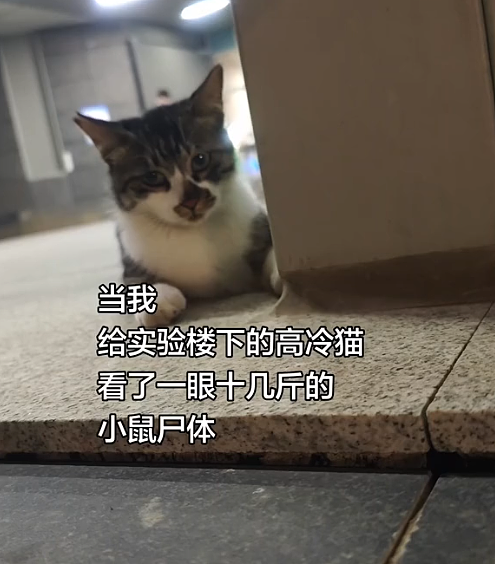 【宠物】网友给楼下实验室的高冷猫看了一眼十几斤的老鼠尸体,它的反应笑死人:老大,我以后跟您混了!(组图) - 1
