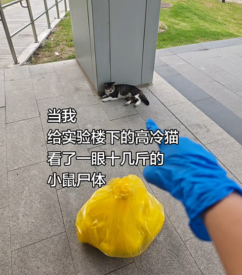 【宠物】网友给楼下实验室的高冷猫看了一眼十几斤的老鼠尸体,它的反应笑死人:老大,我以后跟您混了!(组图) - 2