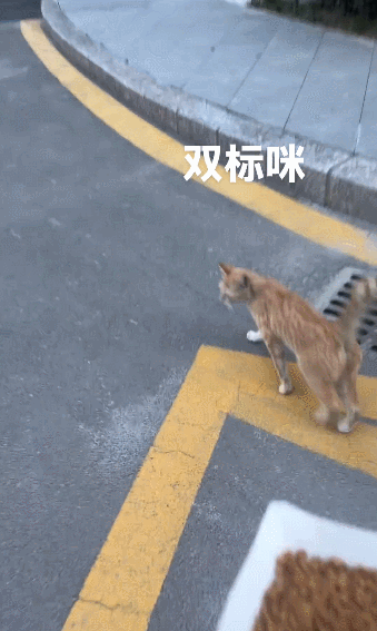 【宠物】网友给楼下实验室的高冷猫看了一眼十几斤的老鼠尸体,它的反应笑死人:老大,我以后跟您混了!(组图) - 7