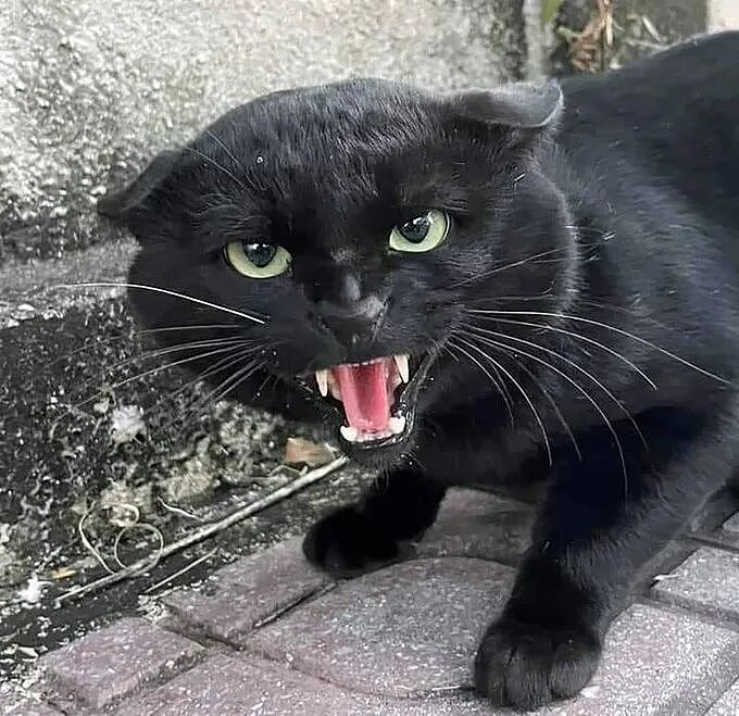 【宠物】网友给楼下实验室的高冷猫看了一眼十几斤的老鼠尸体,它的反应笑死人:老大,我以后跟您混了!(组图) - 11
