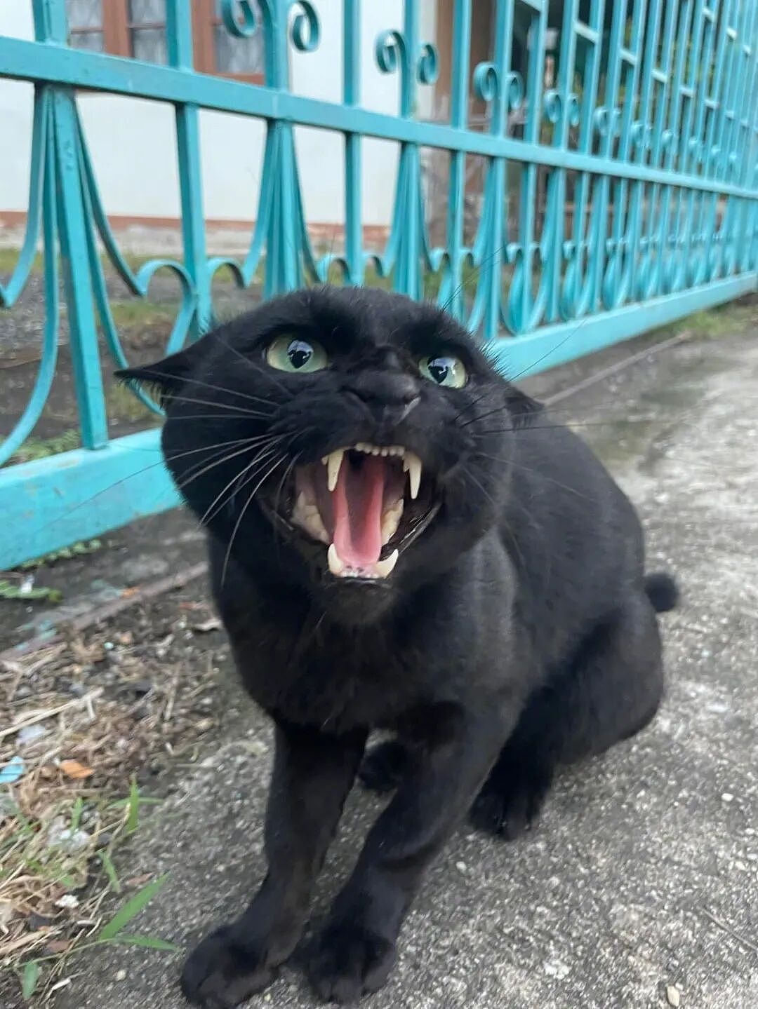 【宠物】网友给楼下实验室的高冷猫看了一眼十几斤的老鼠尸体,它的反应笑死人:老大,我以后跟您混了!(组图) - 10