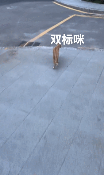 【宠物】网友给楼下实验室的高冷猫看了一眼十几斤的老鼠尸体,它的反应笑死人:老大,我以后跟您混了!(组图) - 6